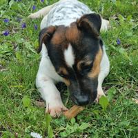 Cucciola di Jack Russell