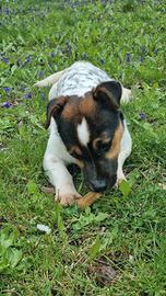 Cucciola di Jack Russell