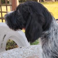Drahthaar cuccioli