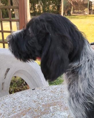 Drahthaar cuccioli cani da tartufi, cani da caccia