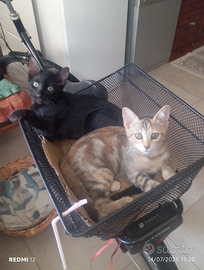 Gattini cresciuti in casa