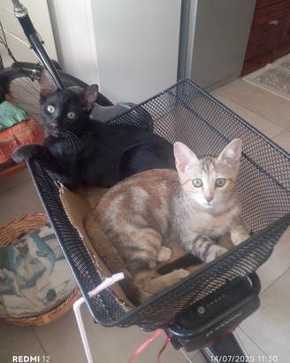 Gattini cresciuti in casa