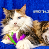 Maine coon femmina occhi blu