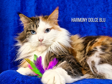 Maine coon femmina occhi blu