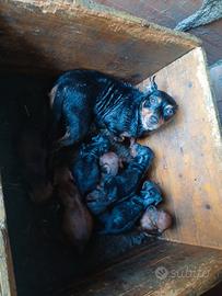 Cuccioli pinscher toy