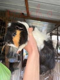 Porcellini d india a pelo lungo e corto