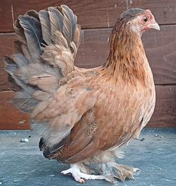 Serama (zampe piumate)