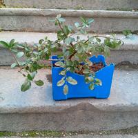 Bonsai