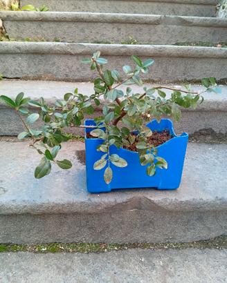 Bonsai