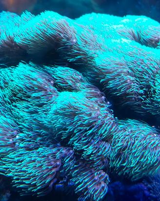 Talee di coralli molli di facile gestione