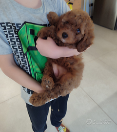 Barboncini rosso pedigree Enci