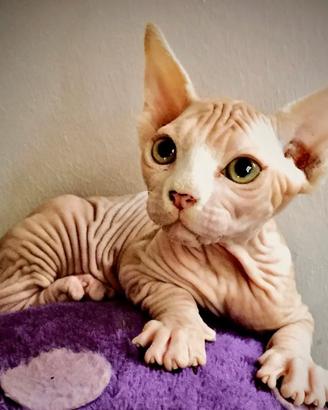 Cuccioli di Sphynx