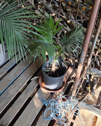 Howea Belmoreana (Kentia)