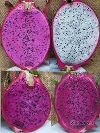 Set 4 Talee Dragon Fruit Pitaya Frutto del Drago