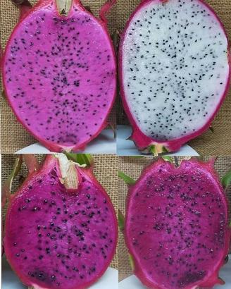 Set 4 Talee Dragon Fruit Pitaya Frutto del Drago