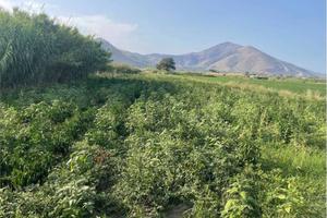 Terreno di 3650 m² a Mondragone