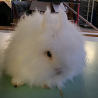 Coniglietti Angora francesi