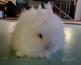 Coniglietti Angora francesi