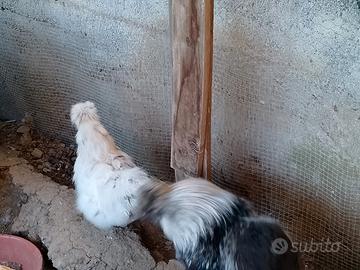 Galline e Galli moroseta