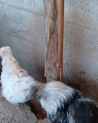 Galline e Galli moroseta