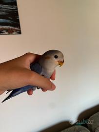 Inseparabile grigio-blu allevato a mano