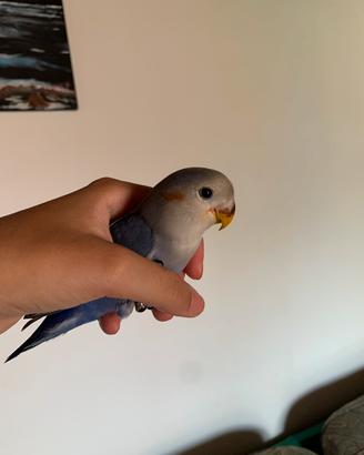 Inseparabile grigio-blu allevato a mano
