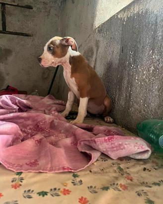 Pitbull