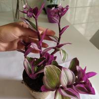 Tradescantia Nanouk