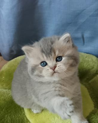 British shorthair