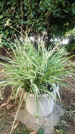Nastrino Chlorophytum