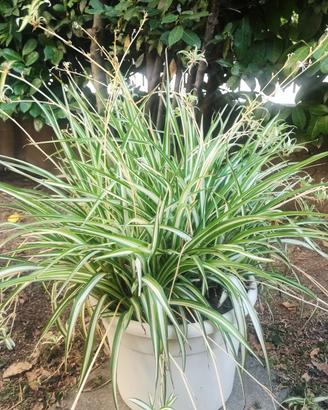 Nastrino Chlorophytum