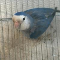 Inseparabile maschio