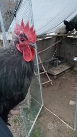Gallo australorp