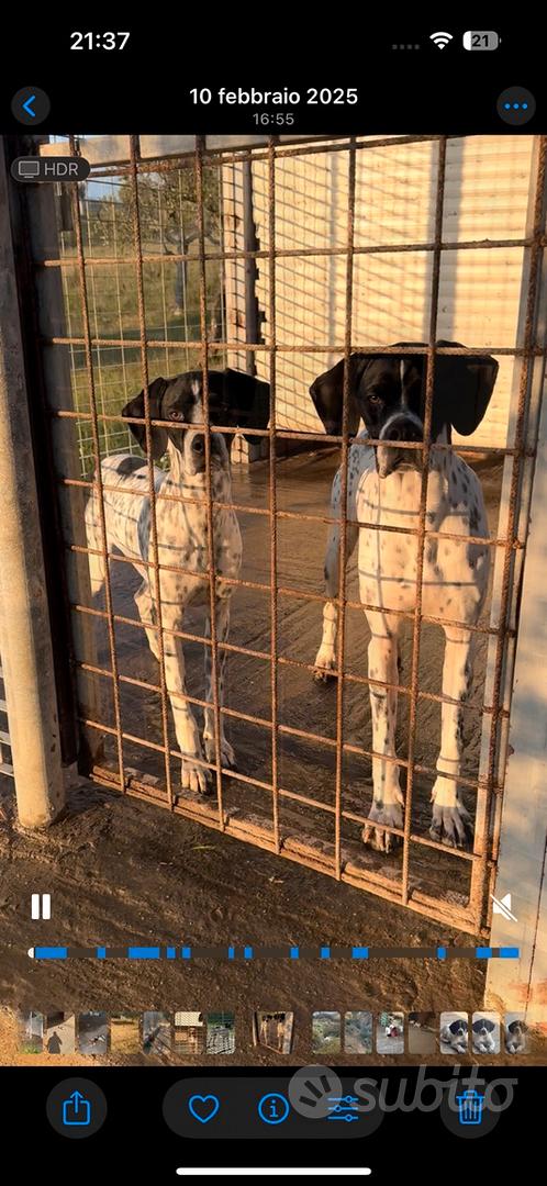 Pointer - Animali In vendita a Caltanissetta