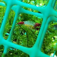 Java Moss,Guppy show, piante, lumache e neocardine