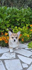 Welsh corgi pembroke