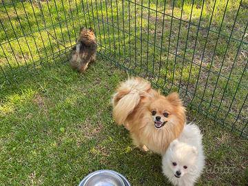 Pomerania