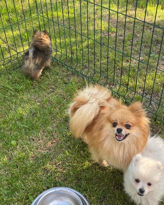Pomerania