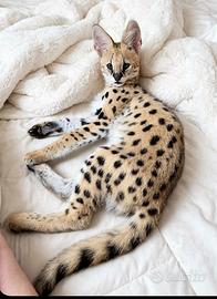 Savannah