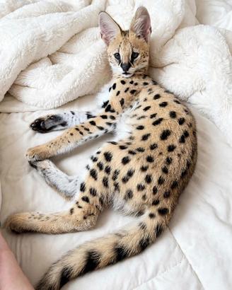 Savannah