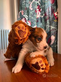 Cuccioli di Jack Russel 