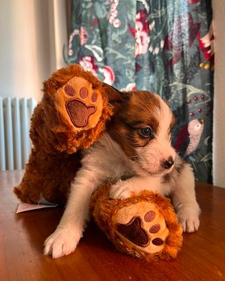 Cuccioli di Jack Russel 