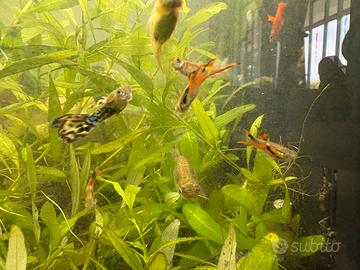 Guppy Endler