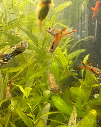 Guppy Endler