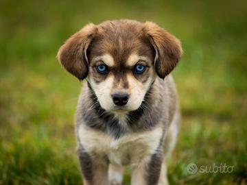 Cucciola Husky x Labrador