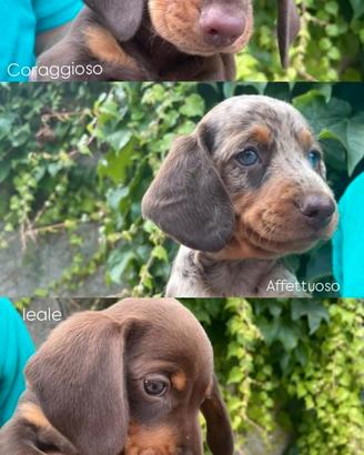 Cuccioli bassotti