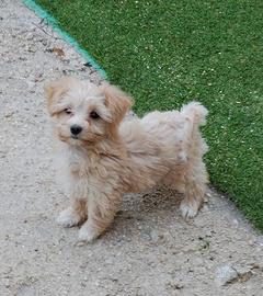 maltipoo Toy 