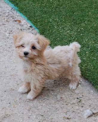 maltipoo Toy 