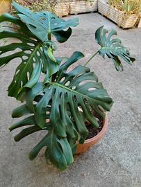 pianta Monstera