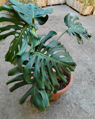 pianta Monstera